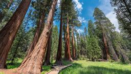 Sequoia skog- och nationalpark semesterboende