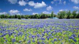 Texas hotell