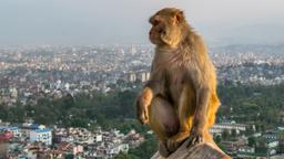 Nepal hotell